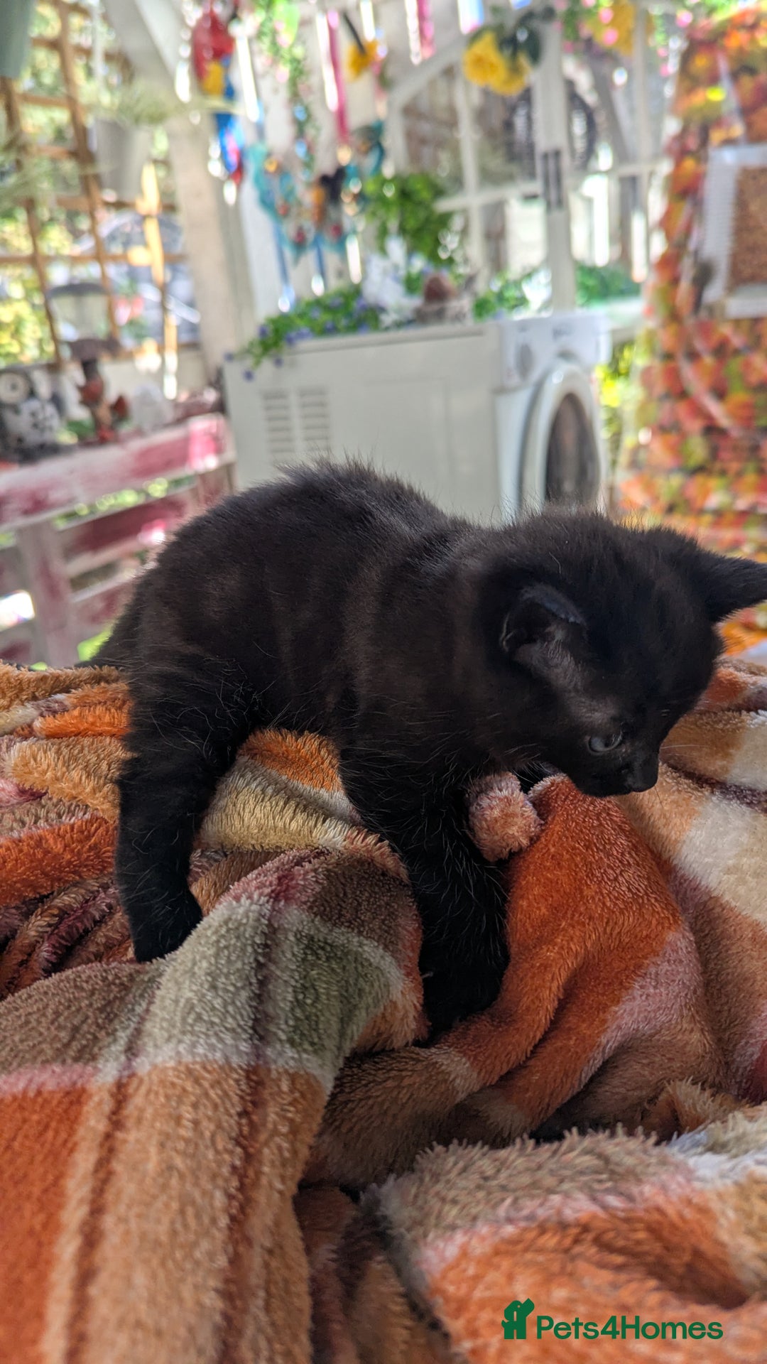 Mixed Breed cats for sale: Boy and girl for news home - Image 7