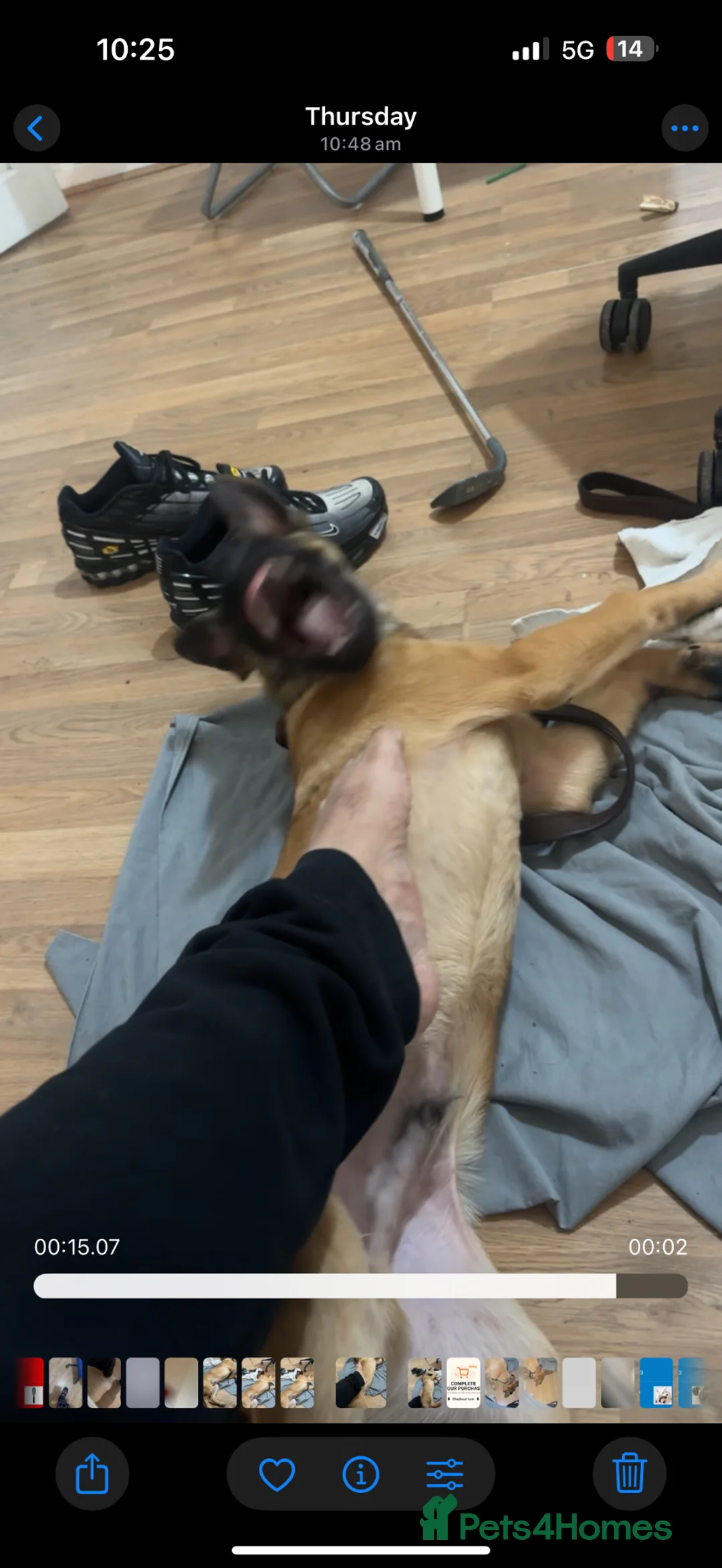 Belgian Shepherd Dog dogs for sale: Belgian malinois  - Advert 1