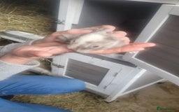 English Lop rabbits for sale: Rabbits  - Image 3
