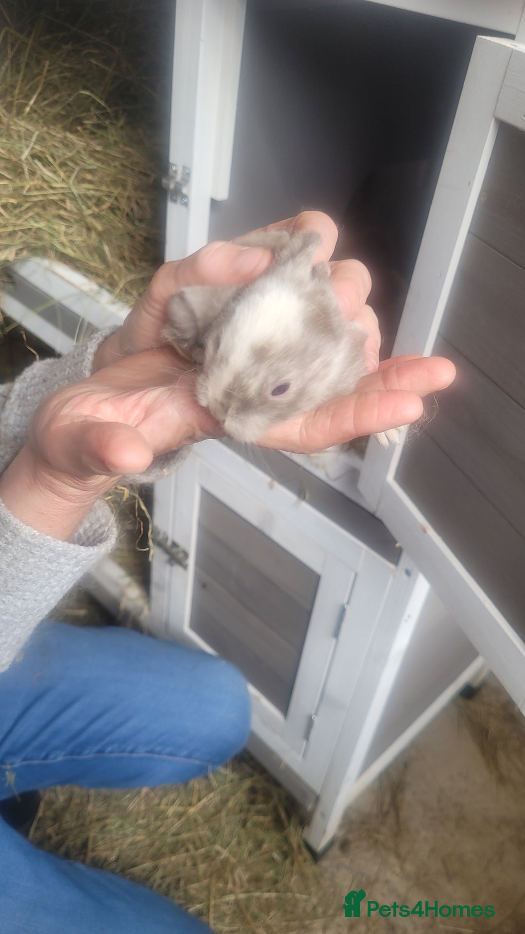 English Lop rabbits for sale: Rabbits  - Image 3