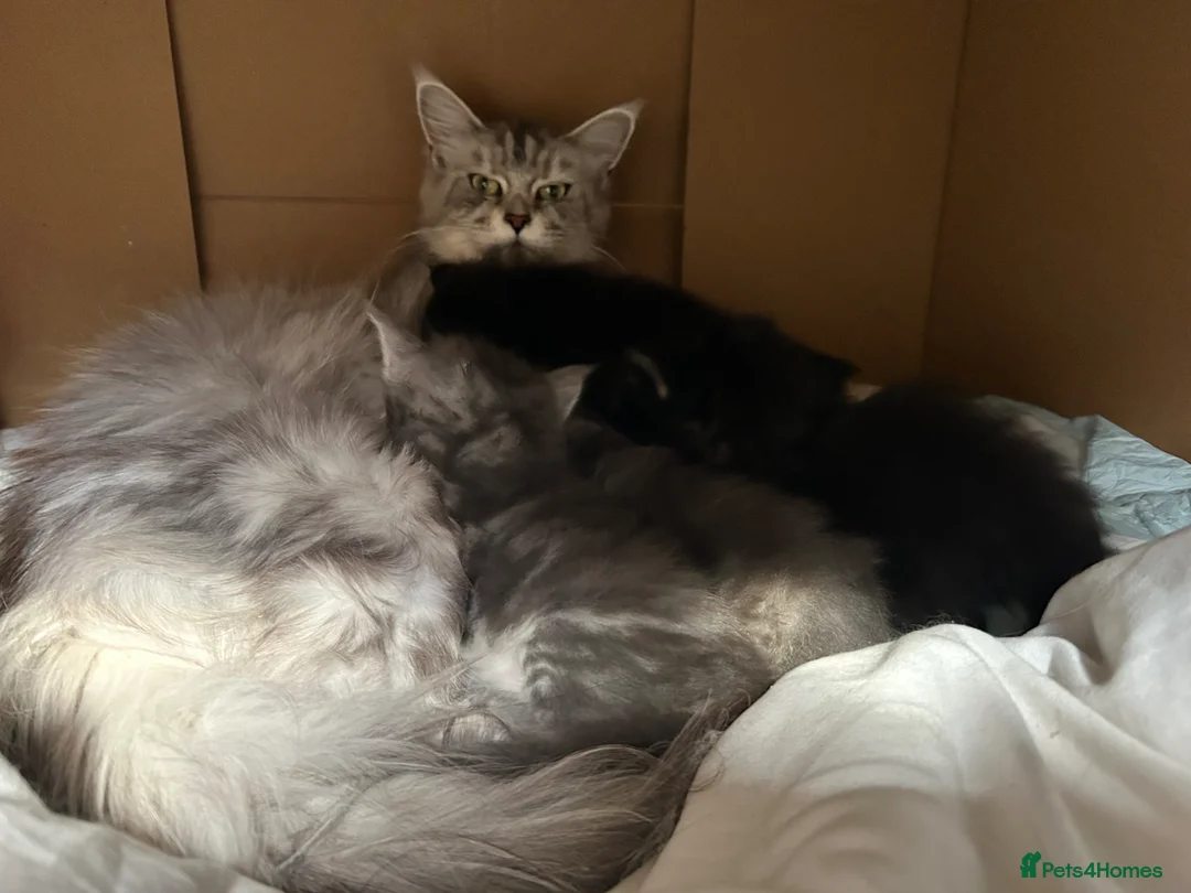 Maine Coon cats for sale: Beautiful Mainecoon kittens  - Advert 1