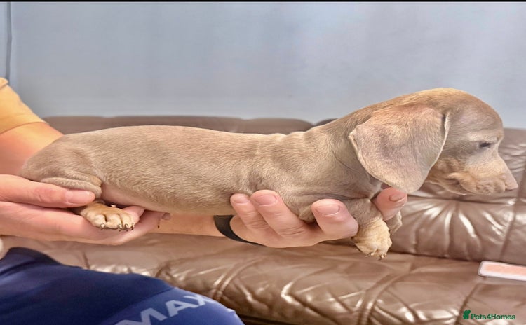 Miniature Dachshund dogs Miniature dachshund  - Advert 16