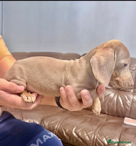 Miniature Dachshund dogs Miniature dachshund - Advert 3