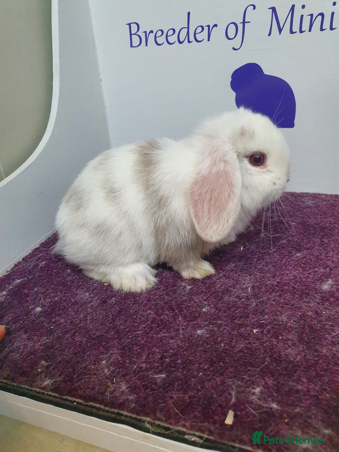 Mini Lop rabbits for sale: Boy rabbits + boy guinea pigs  - Advert 5