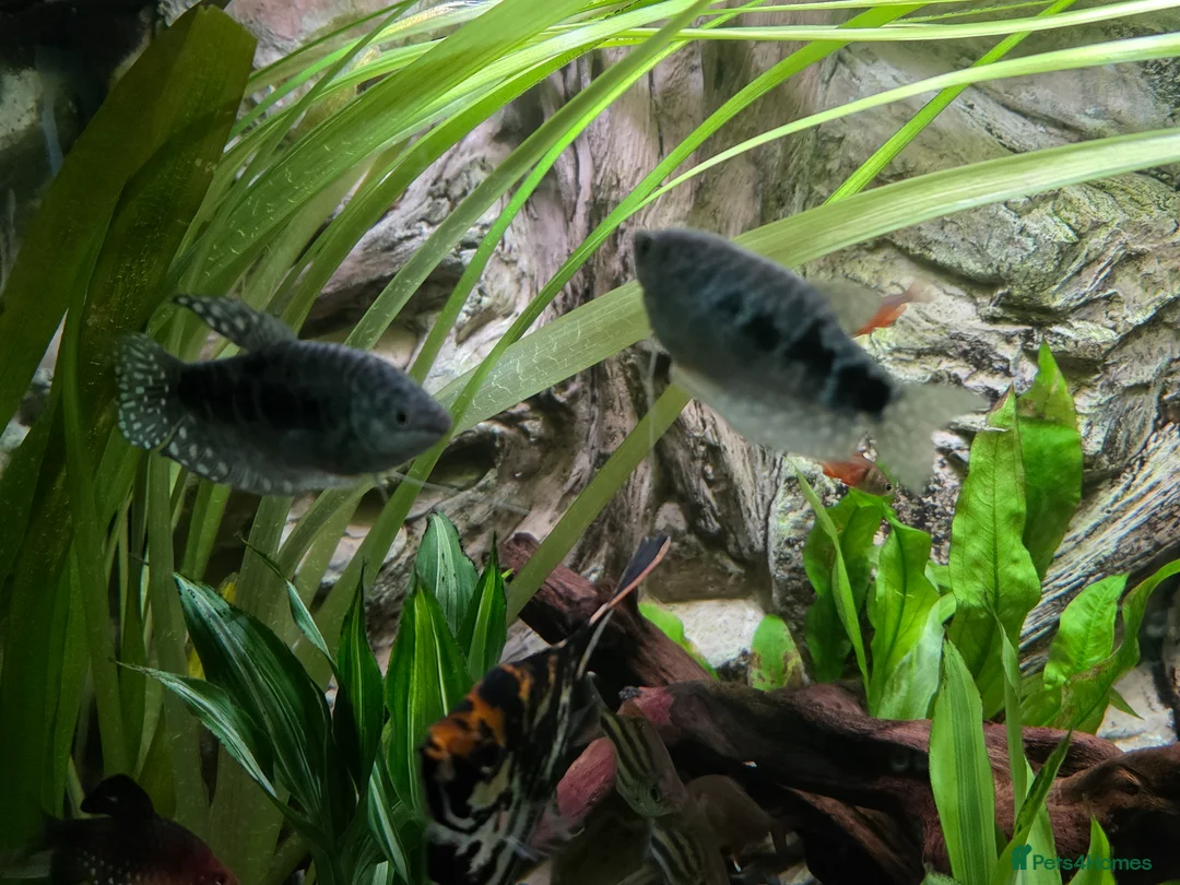Gouramis fish for sale: Opal line blue gourami  in Southport - Advert 1