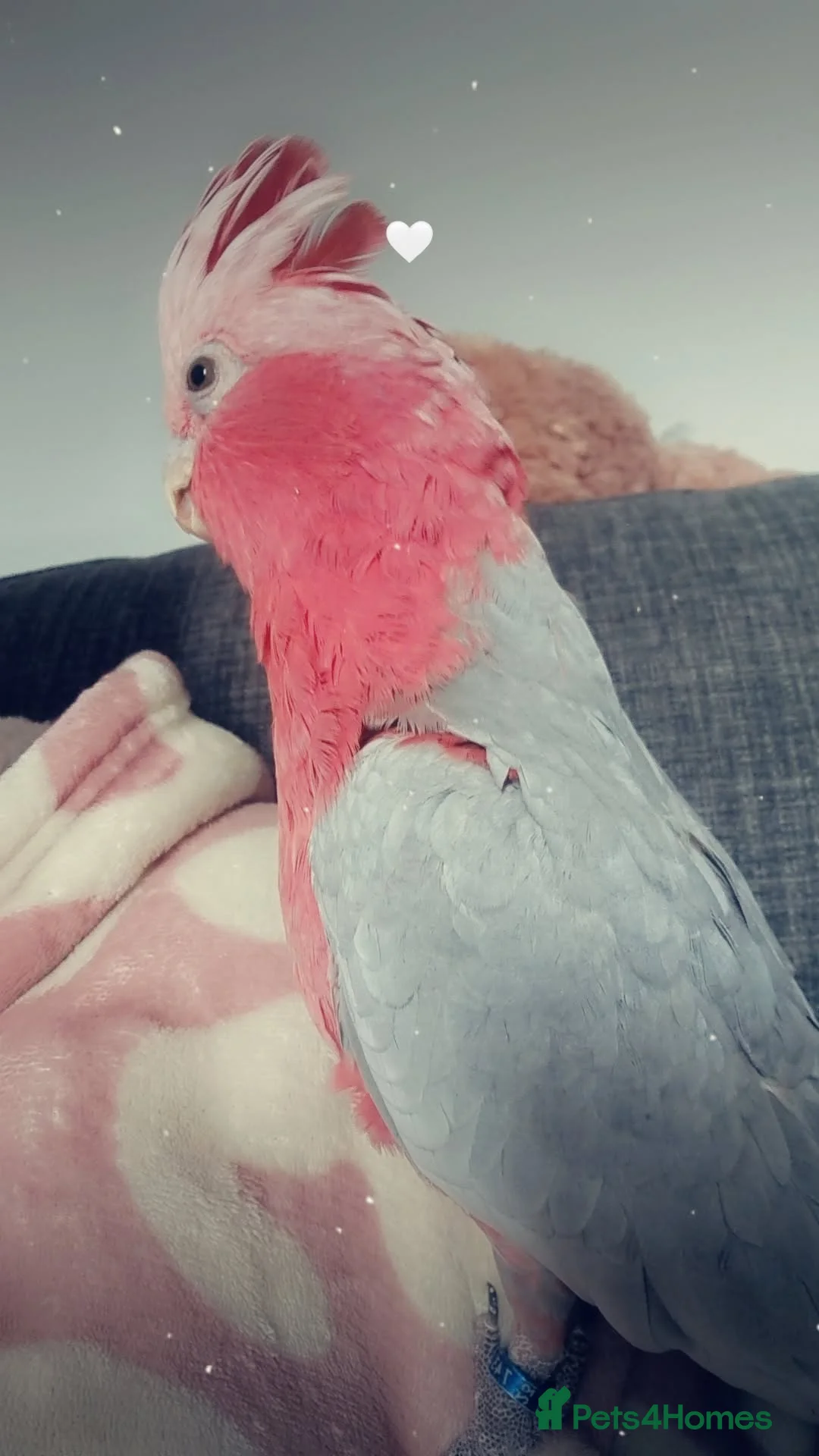 Cockatoo birds for sale: Female galah cockatoo  - Advert 2