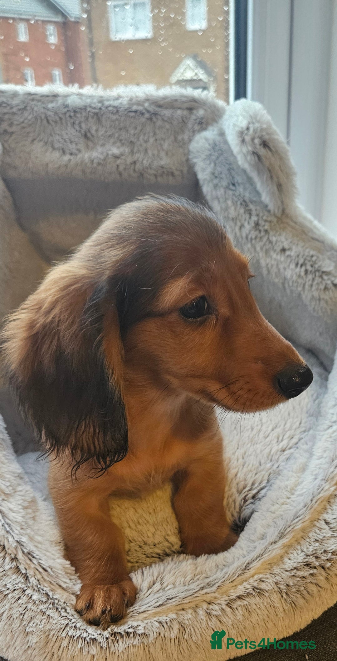 Miniature Dachshund dogs for sale: Ready now 🩵🩵🩵🩷 - Advert 16