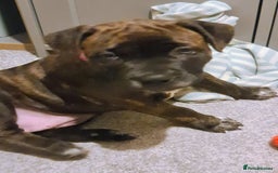 Staffordshire Bull Terrier dogs for sale: Female blue brindle staff pup - Image 3