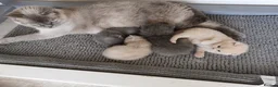 British Shorthair cats for sale: Stunning GCCF reg kittens ready to leave now! - Advert 9