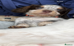 Cocker Spaniel dogs for sale: Working cocker spainel puppies  - Advert 2