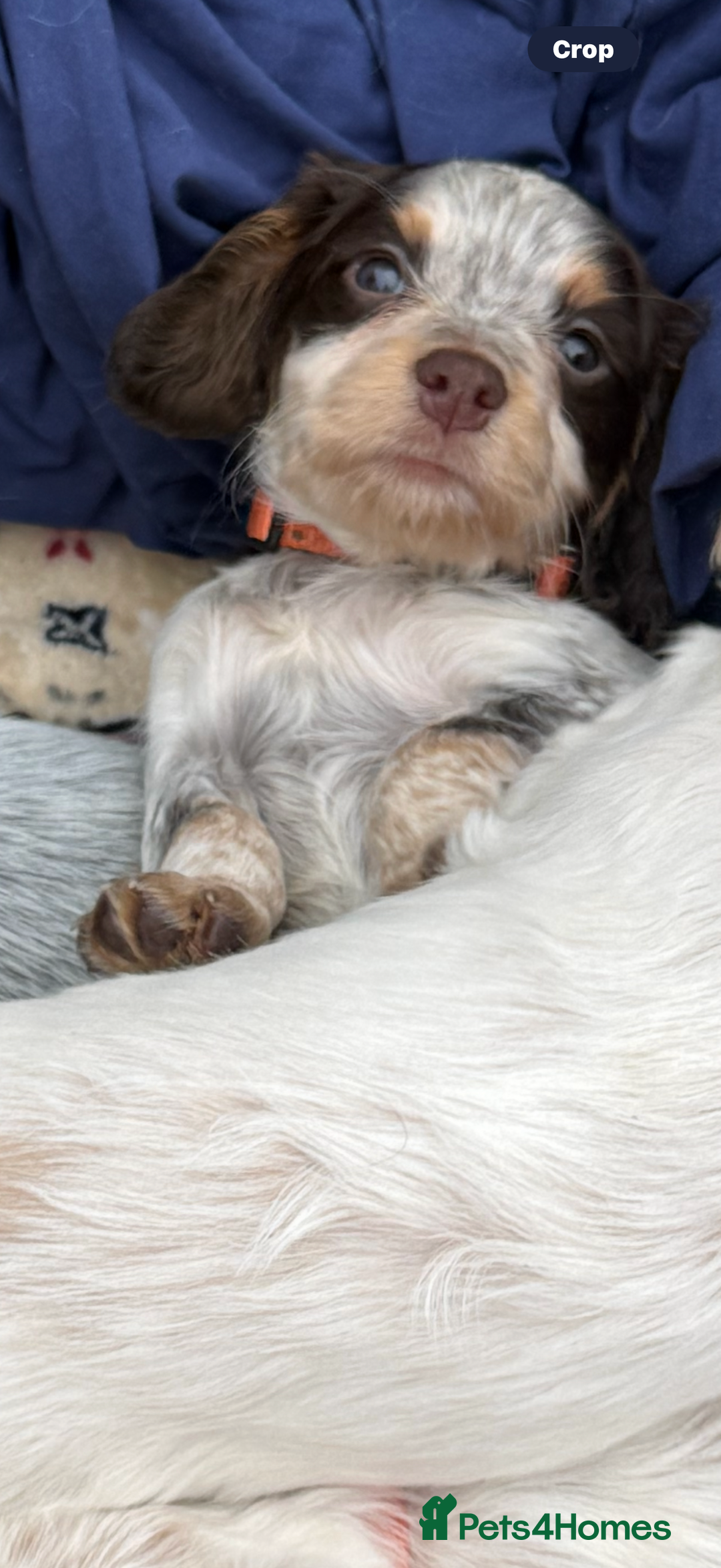 Cocker Spaniel dogs for sale: Working cocker spainel puppies  - Advert 2