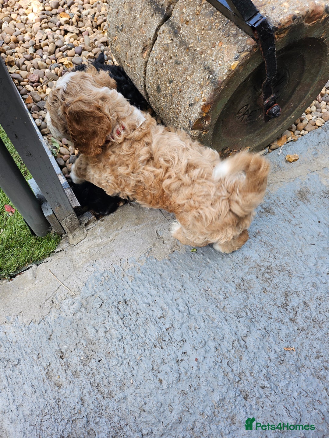 Cockapoo dogs for sale: Cockapoo boys  - Image 20