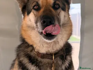 German Shepherd dogs Original Straight Back German Shepherds - Advert 1