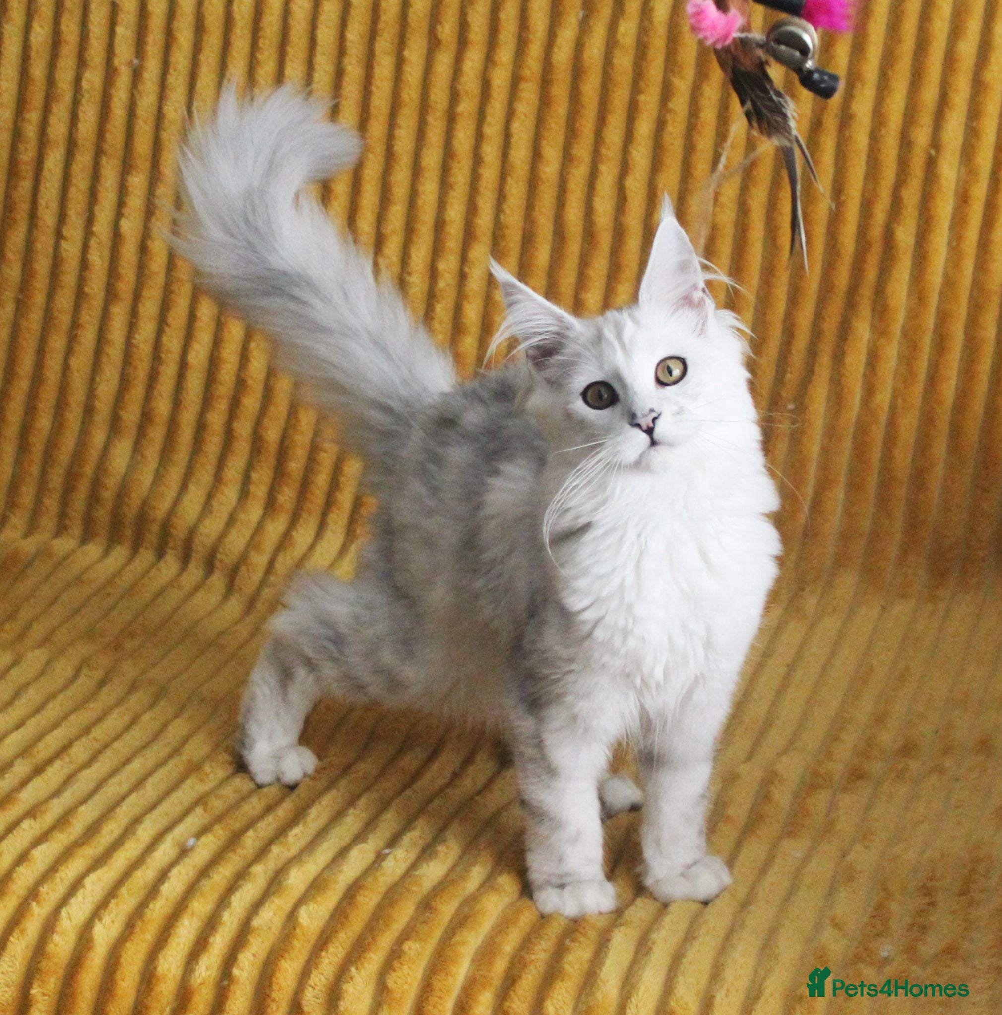 Maine Coon cats Pedigree Silver Shaded Beauties TICA Registered - Advert 9