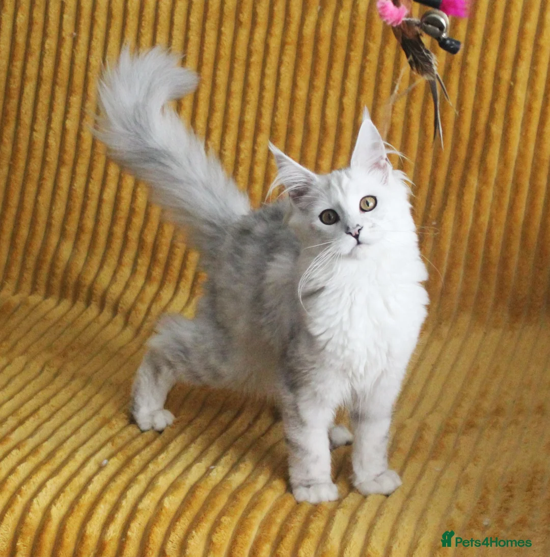Maine Coon cats for sale: Pedigree Silver Shaded Beauties TICA Registered - Advert 1