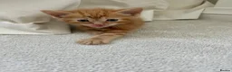 Ragdoll cats for sale: Handsome well handled and social ginger ragdoll x - Advert 24
