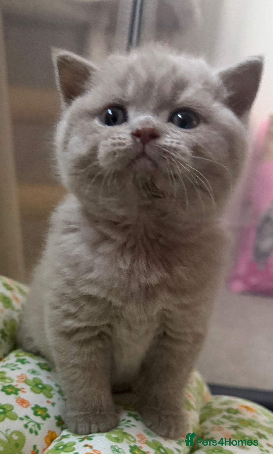 British Shorthair cats for sale: TICA registered Lilac Kittens  - Advert 15