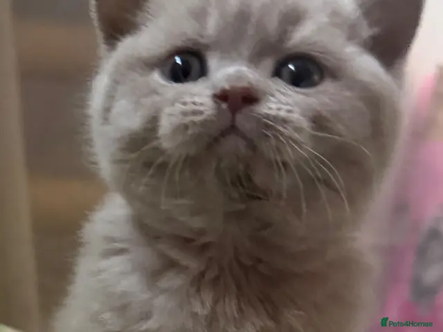 British Shorthair cats for sale: TICA registered Lilac Kittens - Advert 15