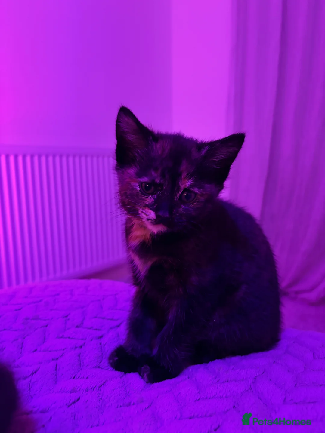 Mixed Breed cats for sale: Beautiful female tortoiseshell kittens  - Advert 6