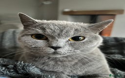 British Shorthair cats for sale: Beautiful British Shorthair Queen - Image 3