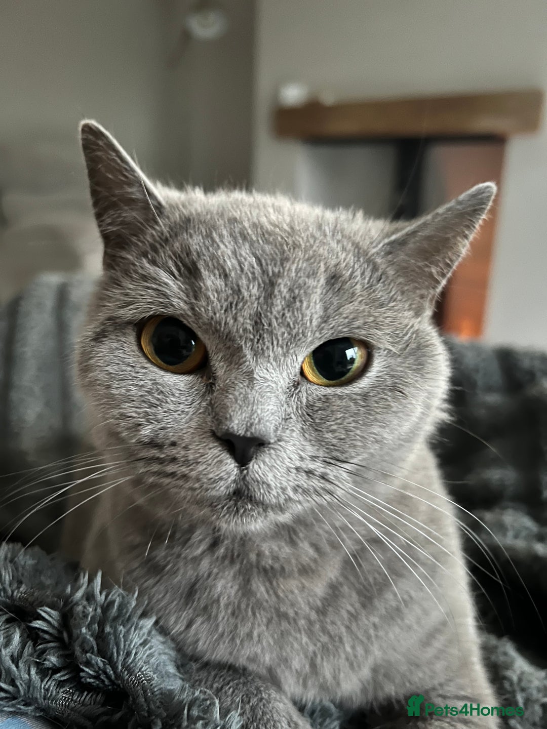 British Shorthair cats for sale: Beautiful British Shorthair Queen - Image 3