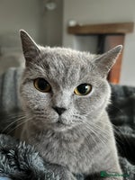 British Shorthair cats - Advert 6