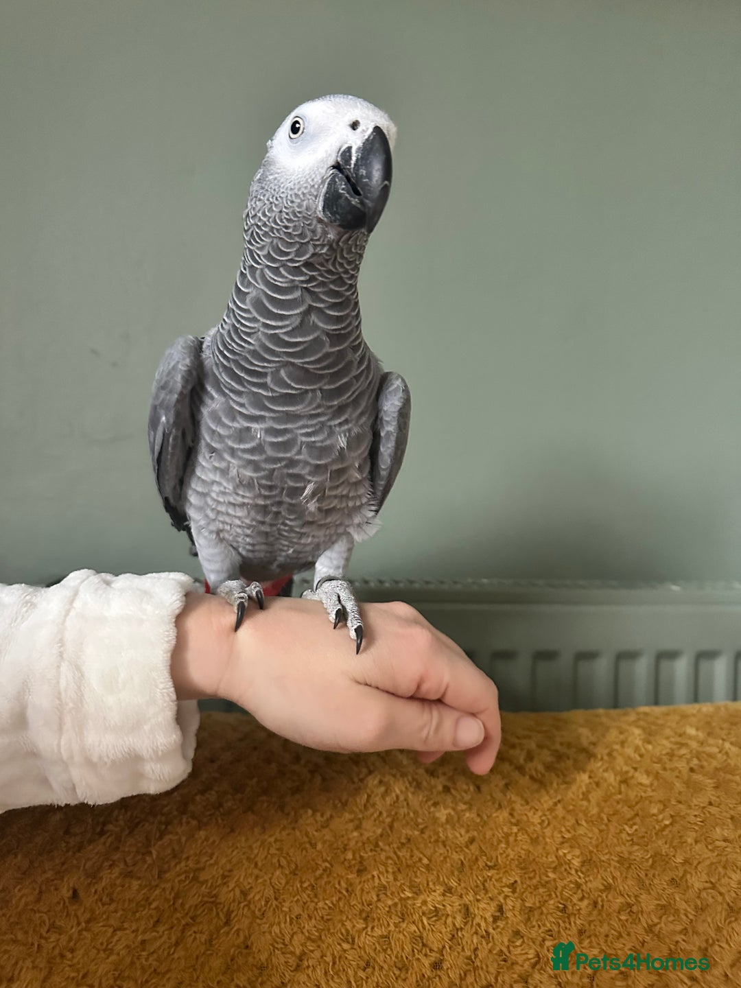 Parrots birds for sale: African Grey - Advert 2