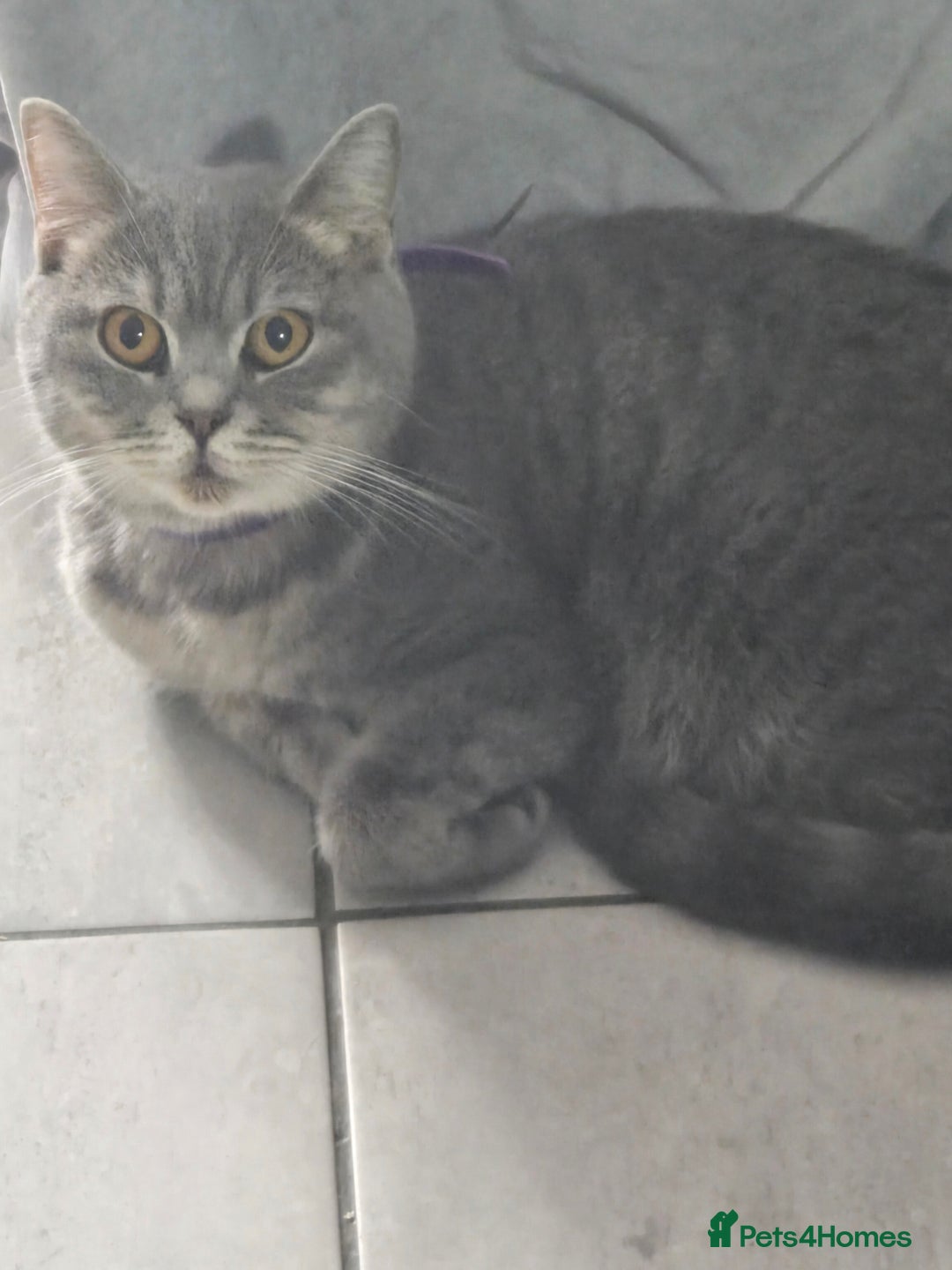 British Shorthair cats for sale: THREE BRITISH SHORTHAIR KITTENS FOR SALE - Advert 2