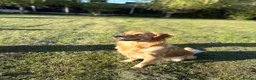Golden Retriever dogs for sale: ⭐️ KC Registered Golden Retriever Puppies ⭐️ in Benfleet - Advert 9