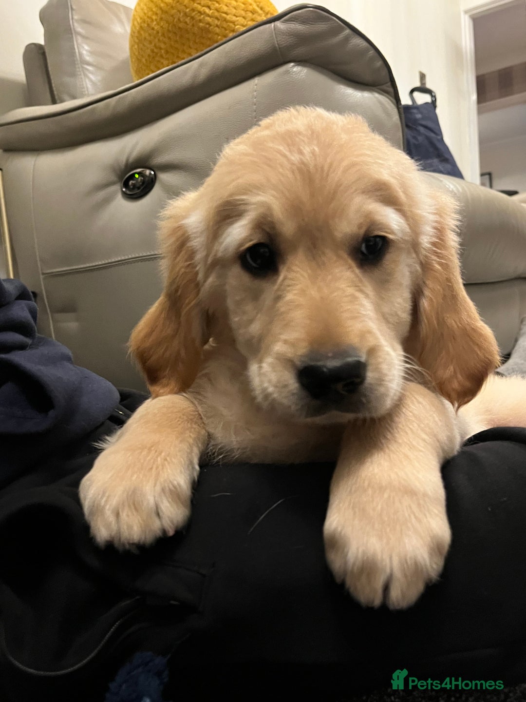 Golden Retriever dogs for sale: Golden retriever puppies - Advert 18