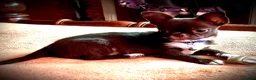 Chihuahua dogs for sale: Tiny stunning Russian Chihuahua’s   - Advert 7
