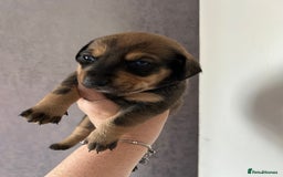 Mixed Breed dogs for sale: Husky cross dashound rare breed  - Image 8