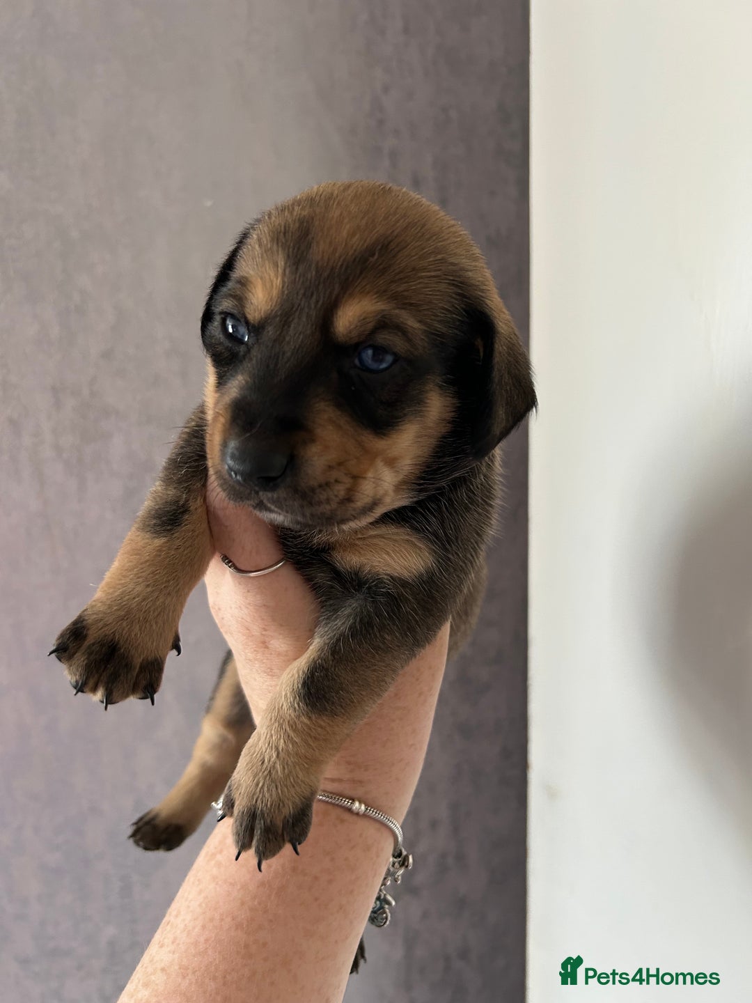 Mixed Breed dogs for sale: Husky cross dashound rare breed  - Image 8