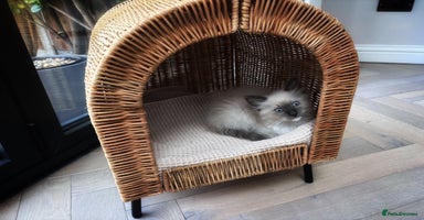 Ragdoll cats - Advert 2