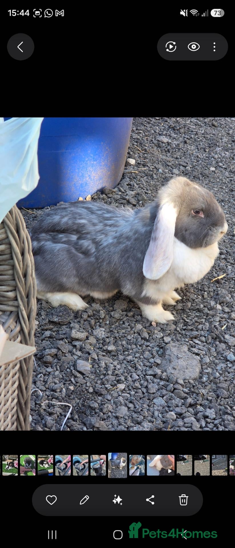 French Lop rabbits Lilac and white french lop Doe. - Advert 2