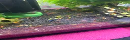 Shrimps fish for sale: Mixed shrimps fifty pence each  - Advert 1