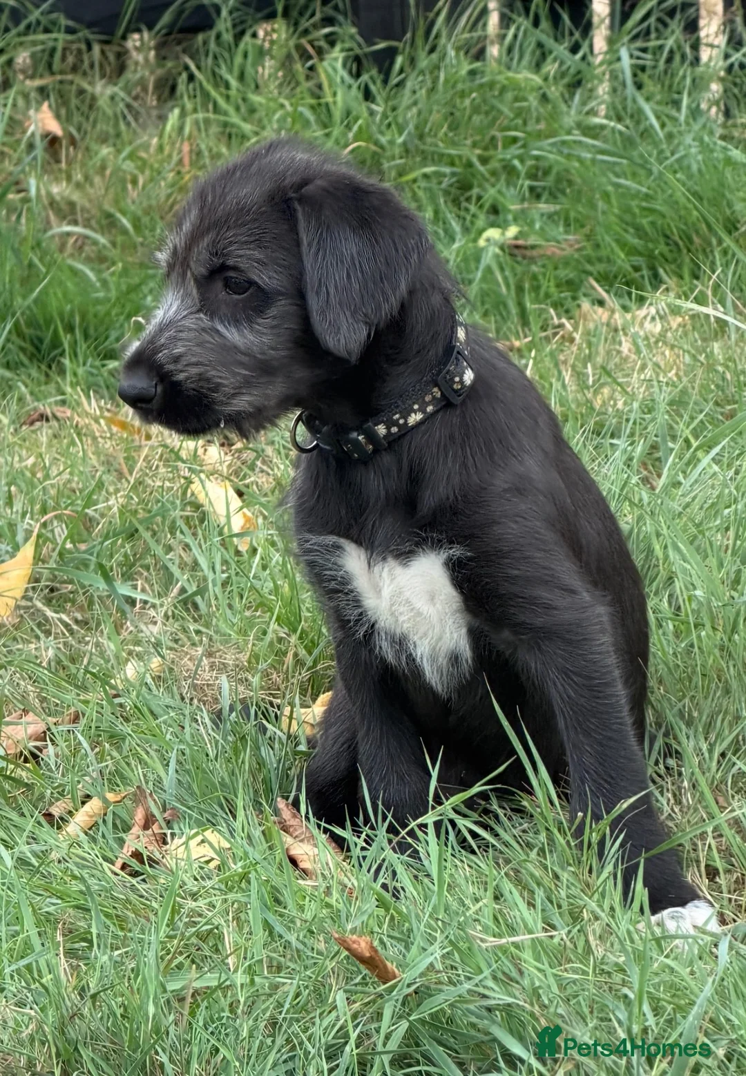 Irish Wolfhound dogs for sale: Stunning Irish Wolfhound Pups  - Advert 2