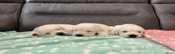 Golden Retriever dogs for sale: KC Old English Cream Golden Retriever Puppies  - Advert 9