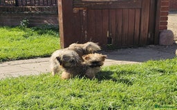 Griffon Bruxellois dogs for sale:  12 old griffon bruxellois for sale - Image 5