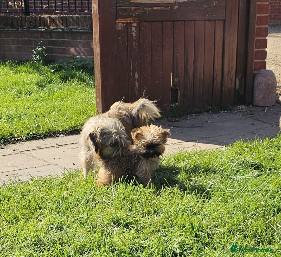 Griffon Bruxellois dogs for sale:  12 old griffon bruxellois for sale - Image 5