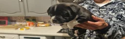 Staffordshire Bull Terrier dogs for sale: Staffordshire Bull Terrier KC Champion Lined - Advert 8