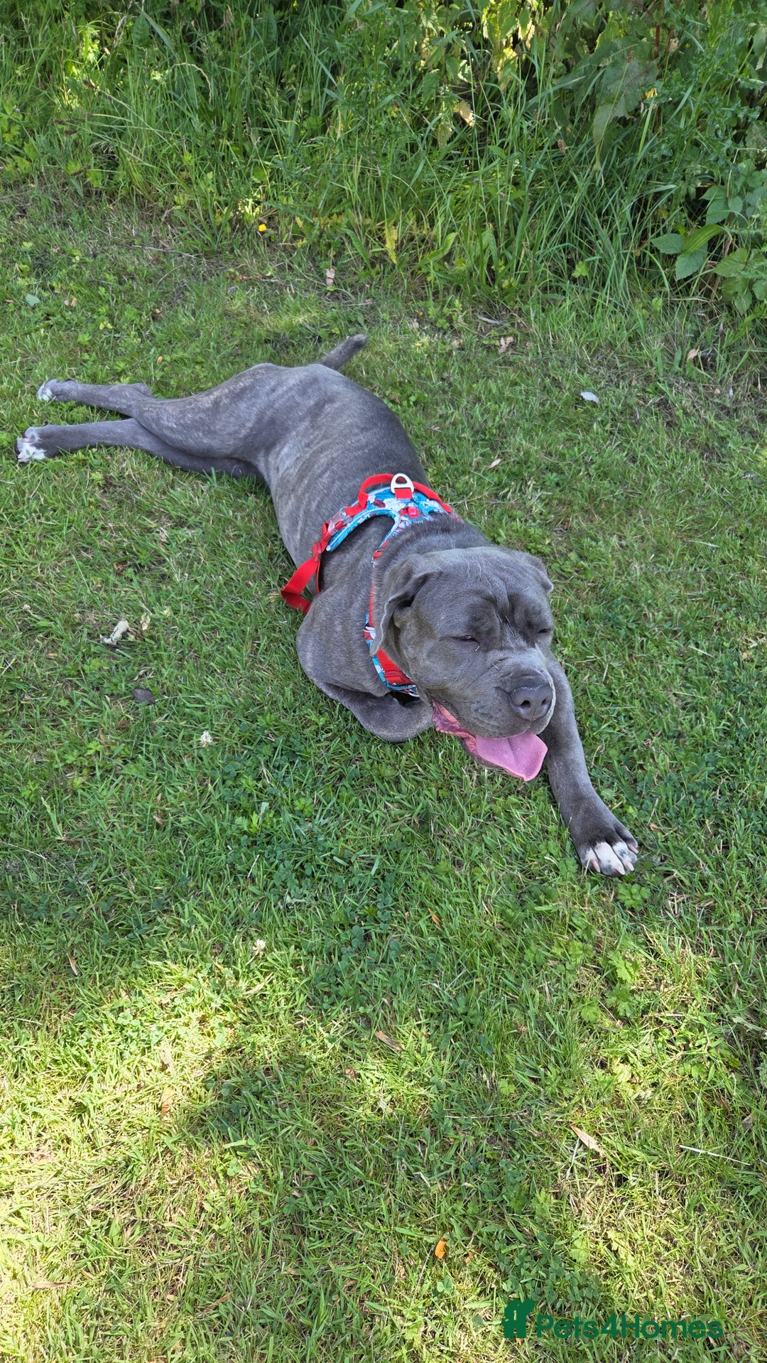 Mixed Breed dogs for sale: Niya 9 month old neopolitan mastiff x cano corsa  - Image 3