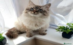 Siberian cats for sale: GCCF champion bloodline siberian nevas - Image 19