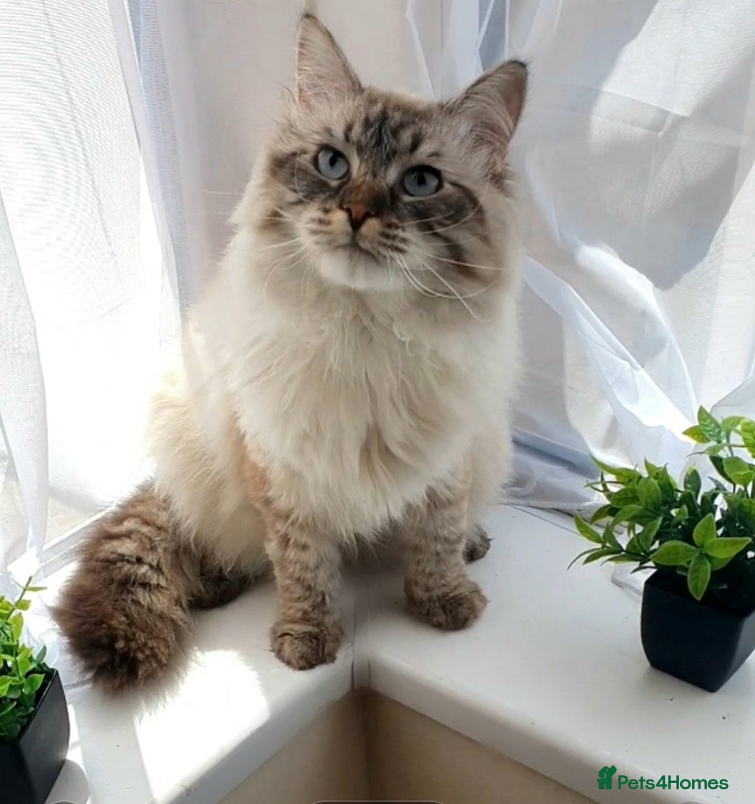 Siberian cats for sale: GCCF champion bloodline siberian nevas - Image 19