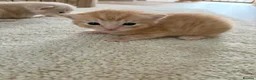 Mixed Breed cats for sale: Adorable ginger Tabby Kitten in Whitley Bay - Advert 2