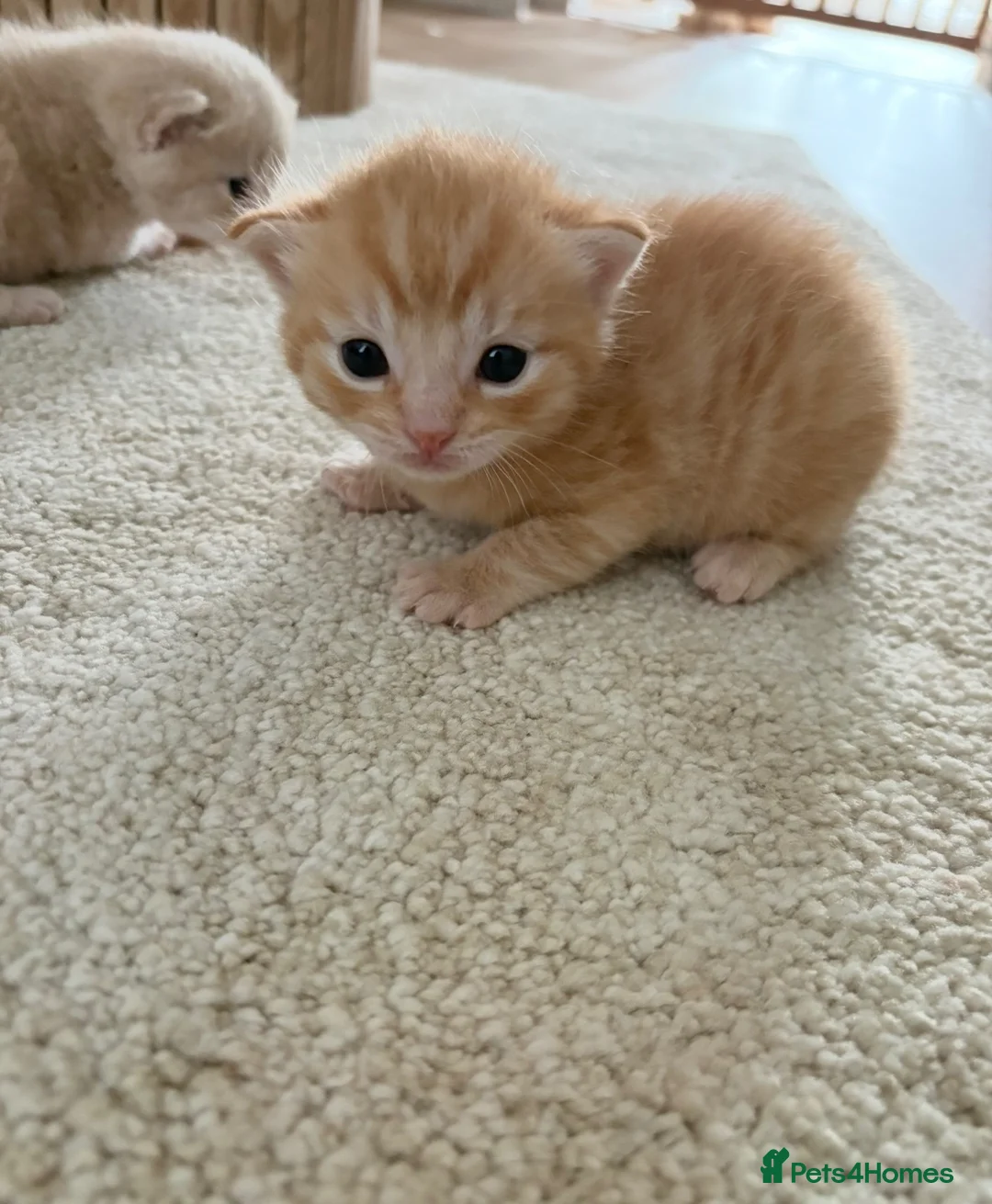 Mixed Breed cats for sale: Adorable ginger Tabby Kitten in Whitley Bay - Advert 2