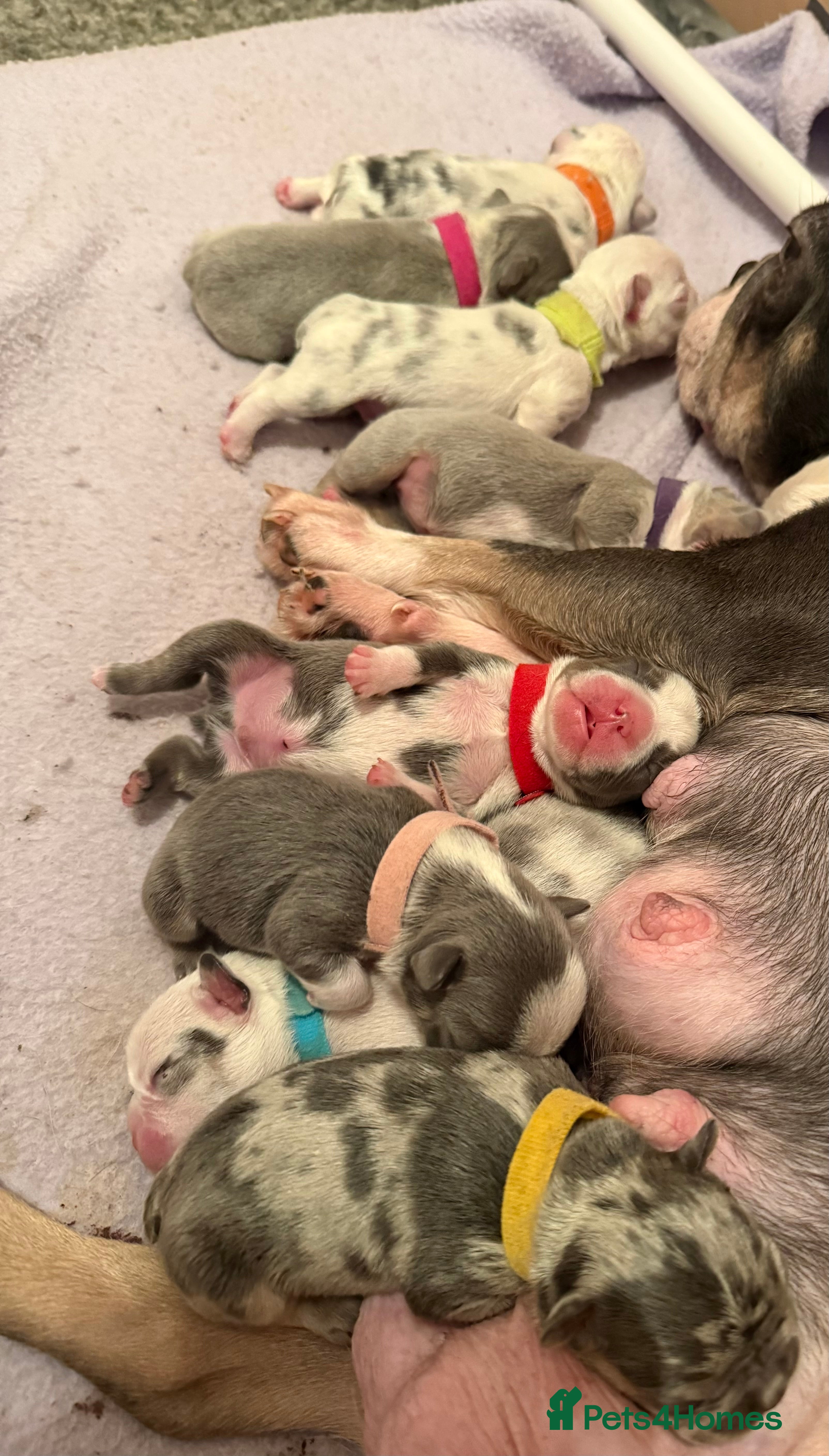 French Bulldog dogs Beautiful KC registered French Bulldog puppies - Advert 5