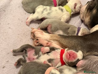 French Bulldog dogs Beautiful KC registered French Bulldog puppies - Advert 10