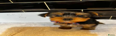 Yorkshire Terrier Puppy 5
