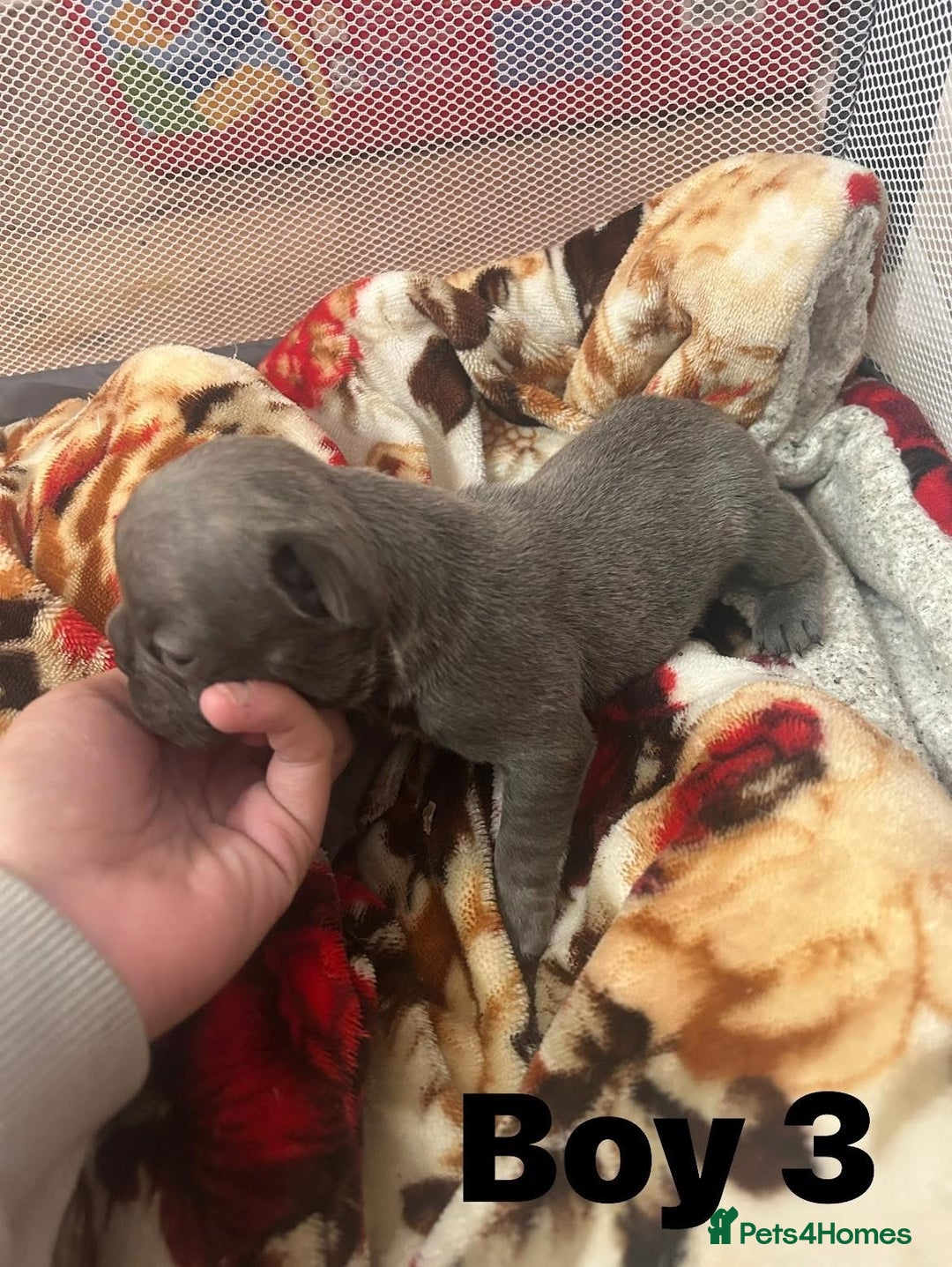 French Bulldog dogs for sale: French Bulldog Pups for sale - Image 8